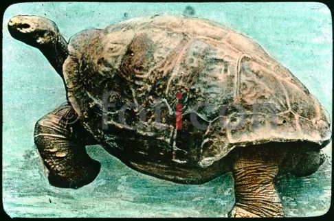 Seeschildkröte | Sea Turtle  (foticon-600-simon-meer-363-062.jpg)